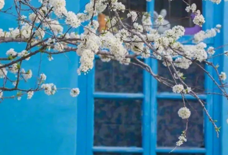 美图