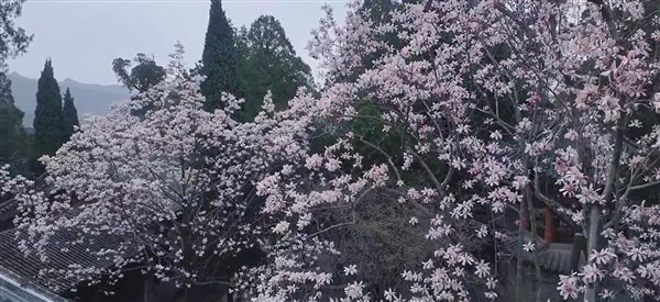 全国唯一的400多岁古旱莲开花:有花无叶